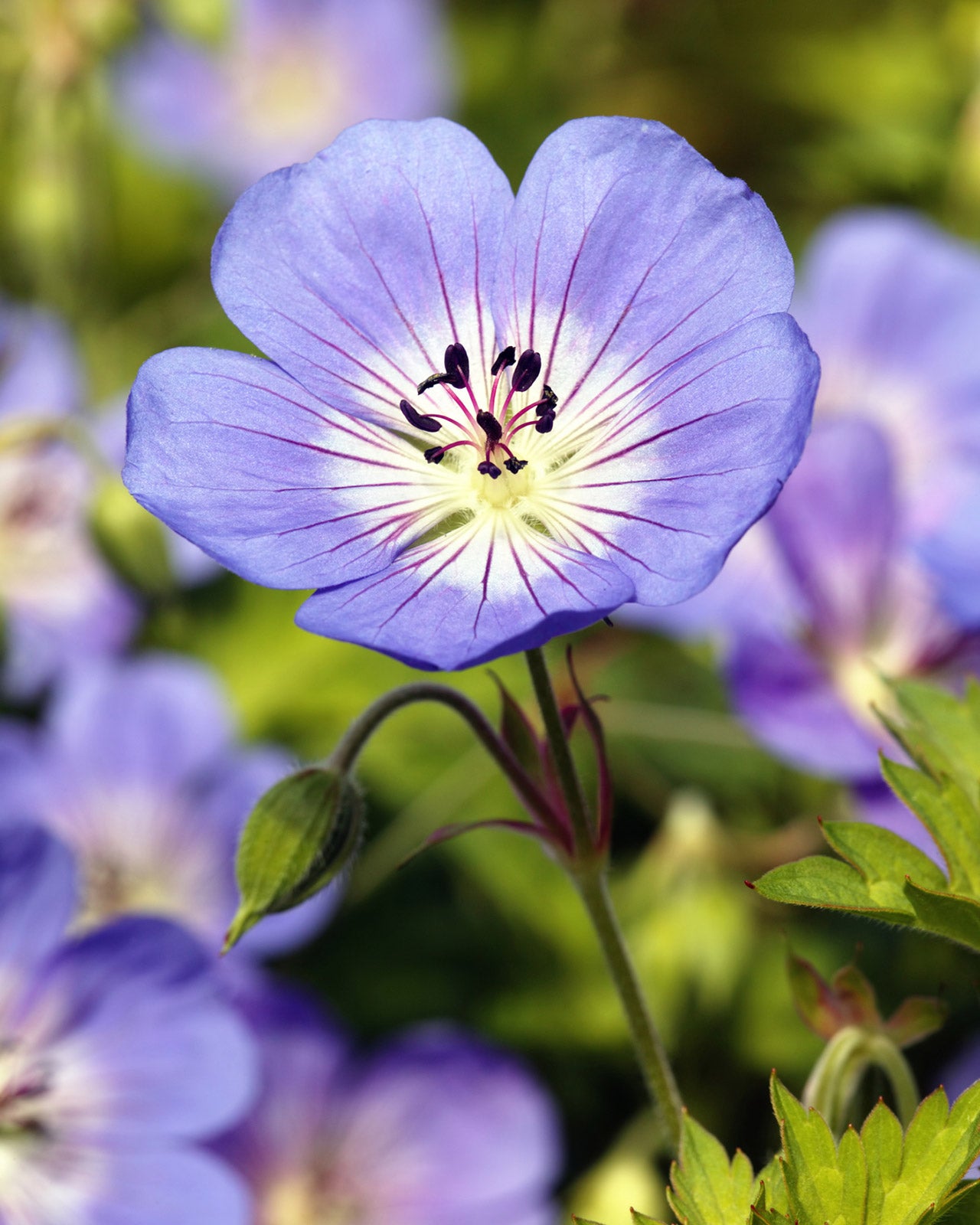 Geranium &