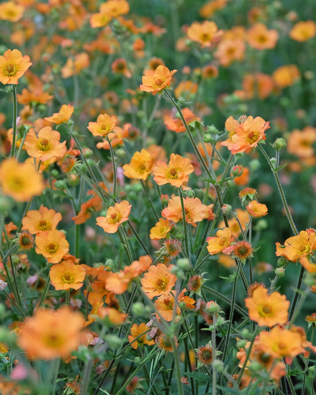 Geum Totally Tangerine (PBR)