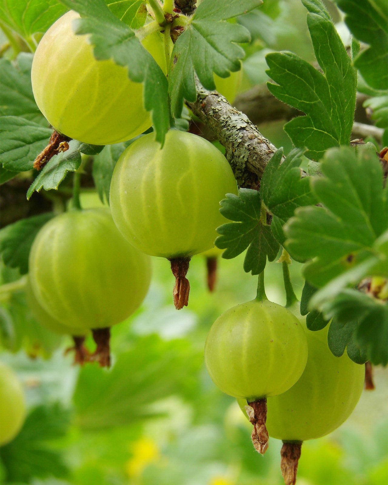 Gooseberry &