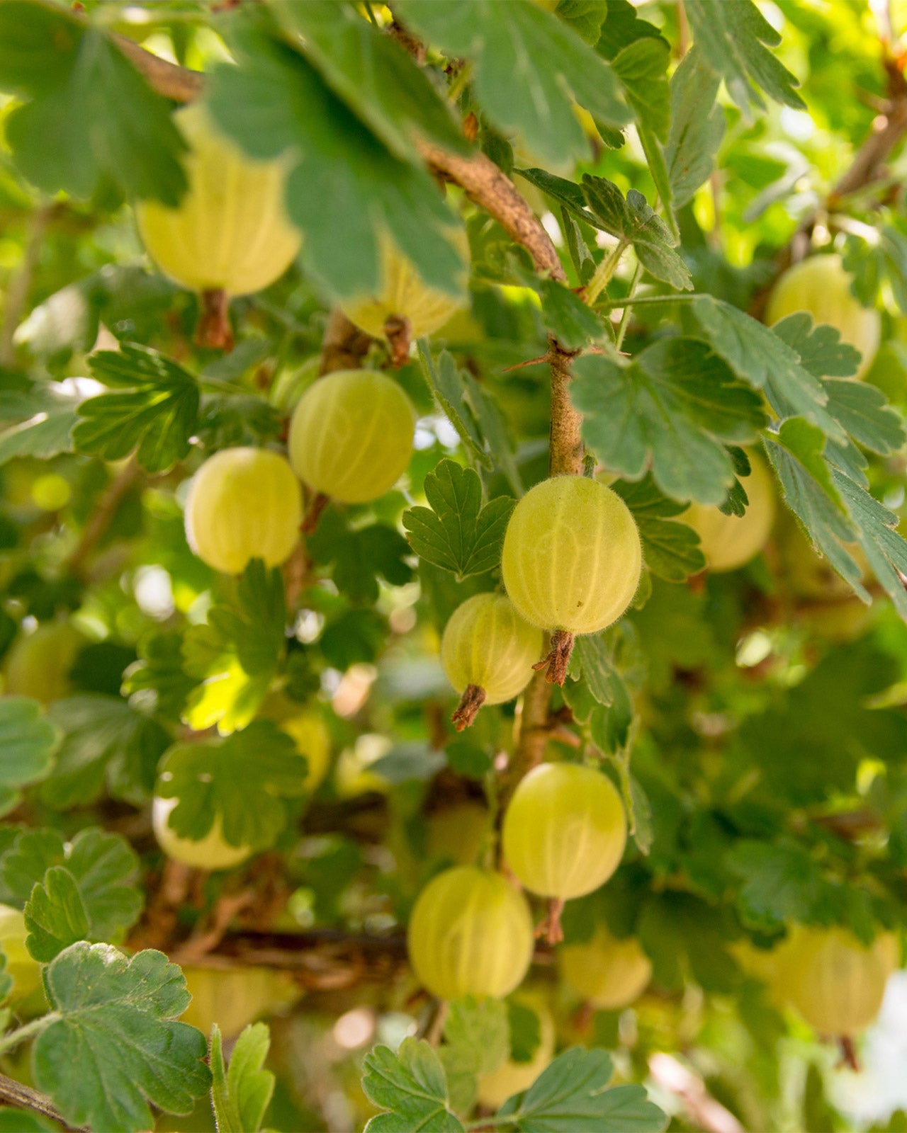 Gooseberry &