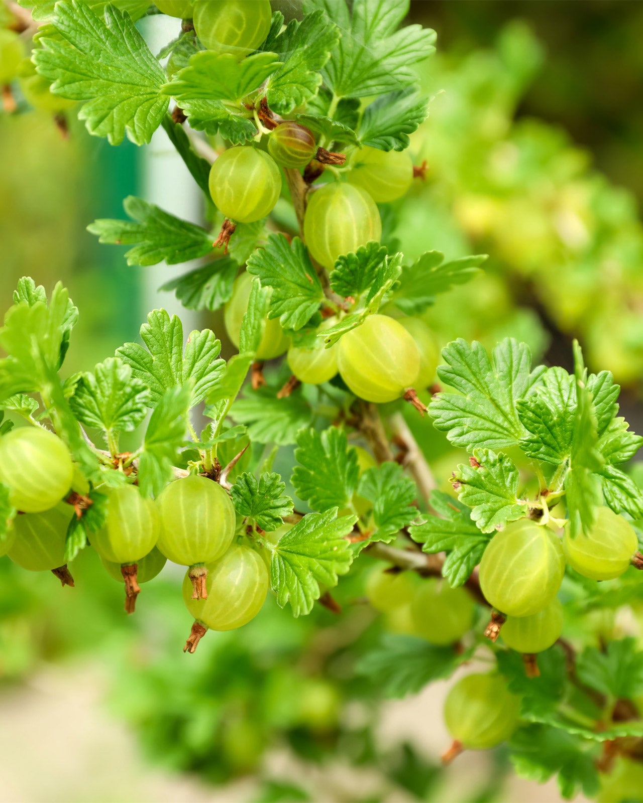 Gooseberry &