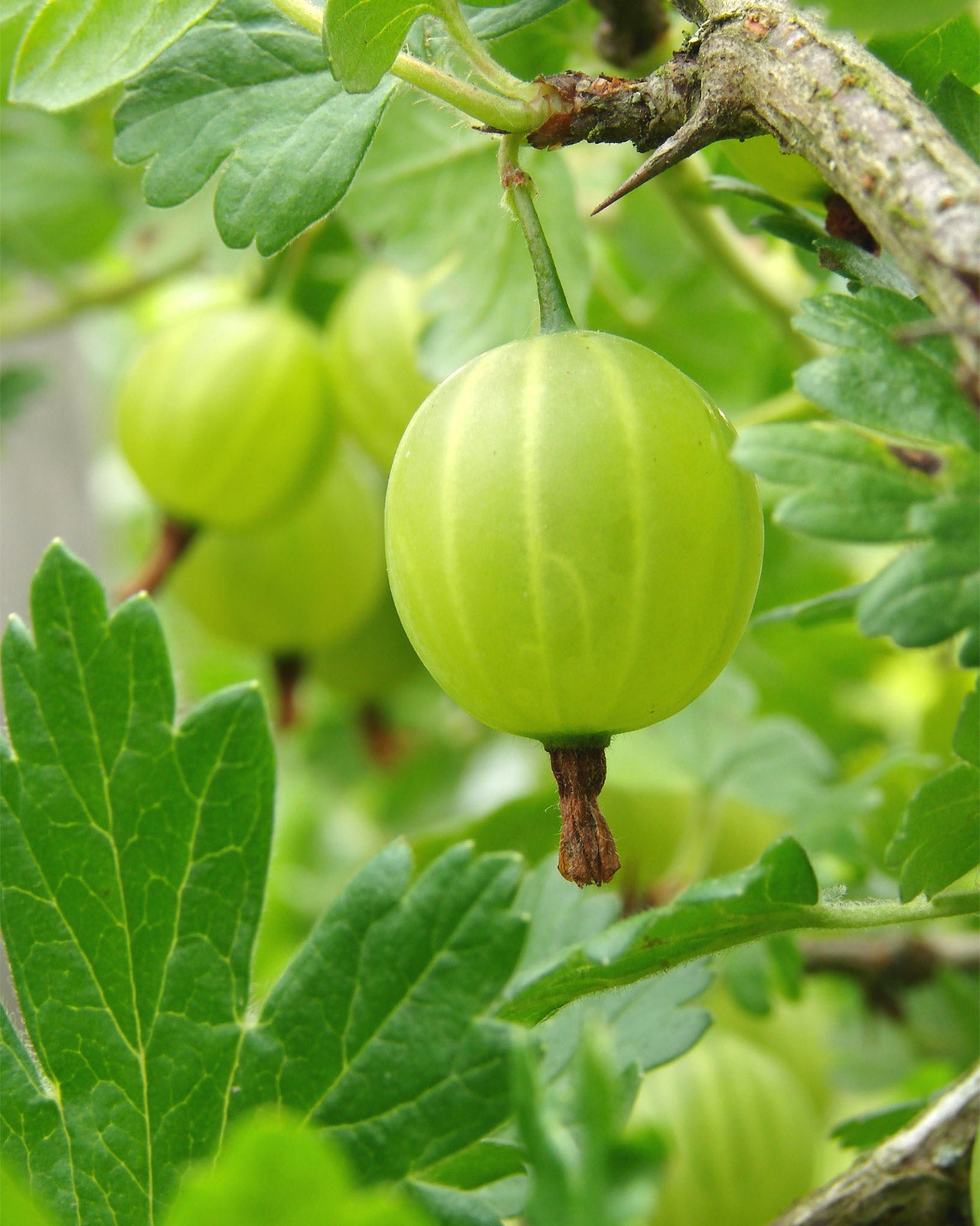 Gooseberry &