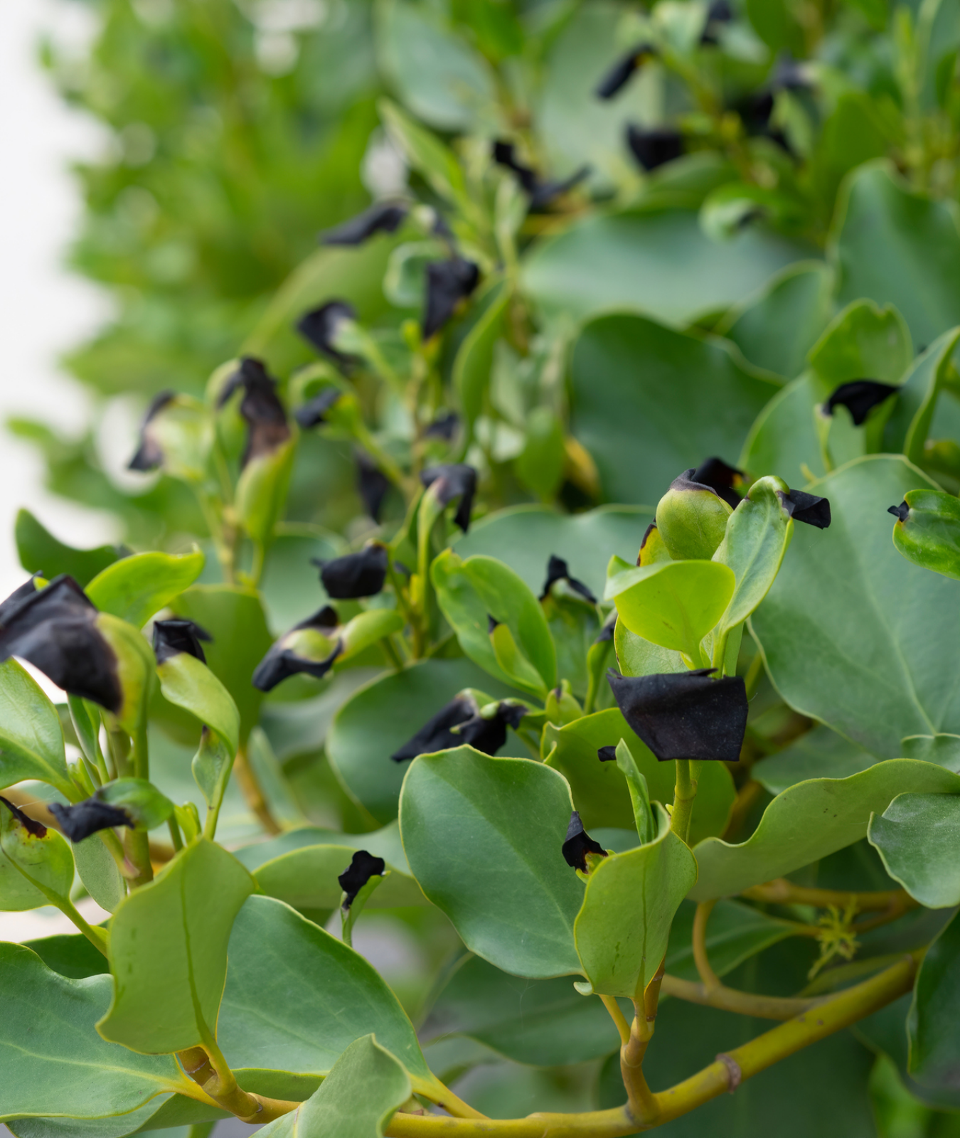 Griselinia littoralis