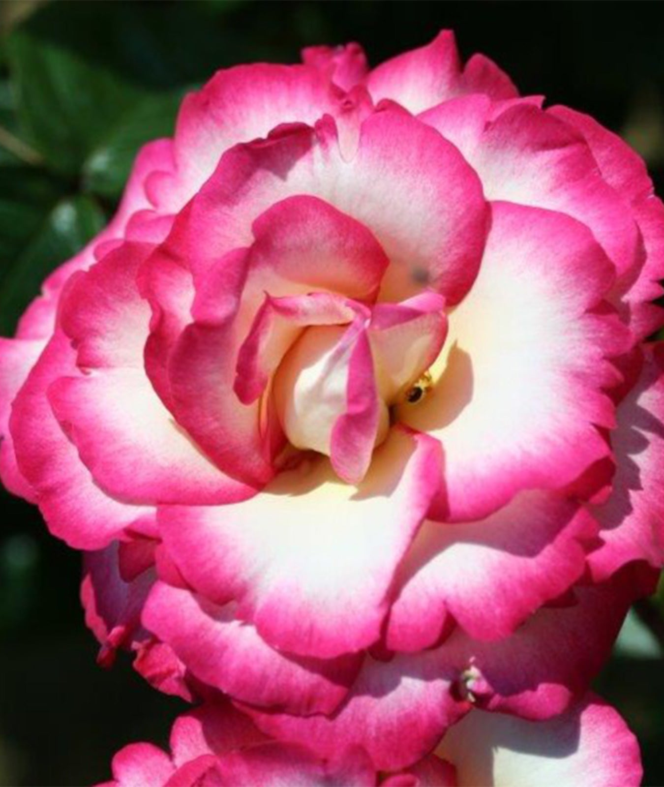 Rosa &