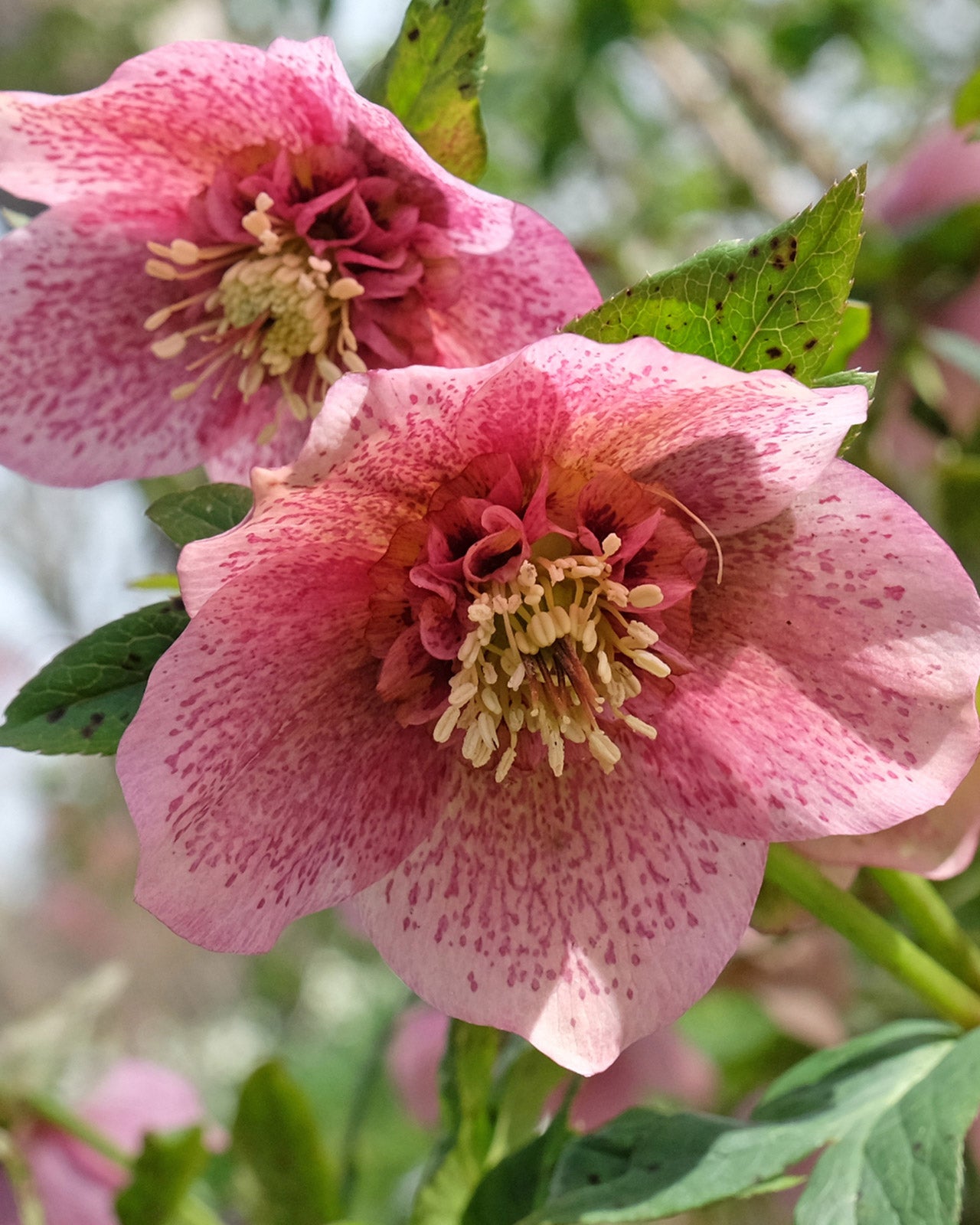 Helleborus × hybridus