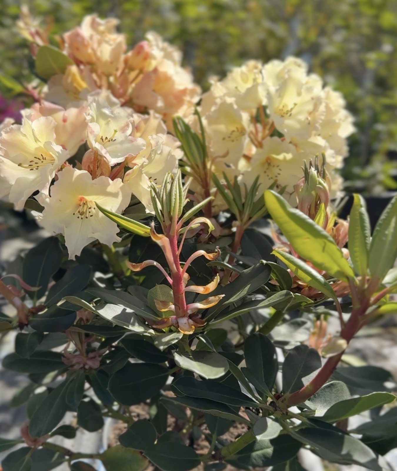 Rhododendron &