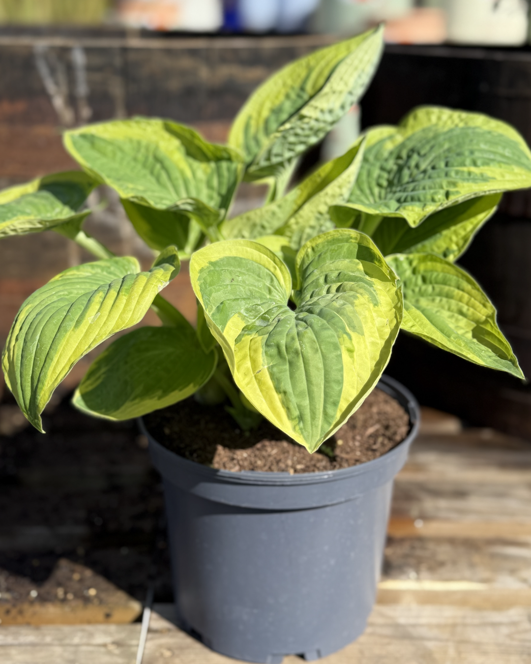 Hosta &