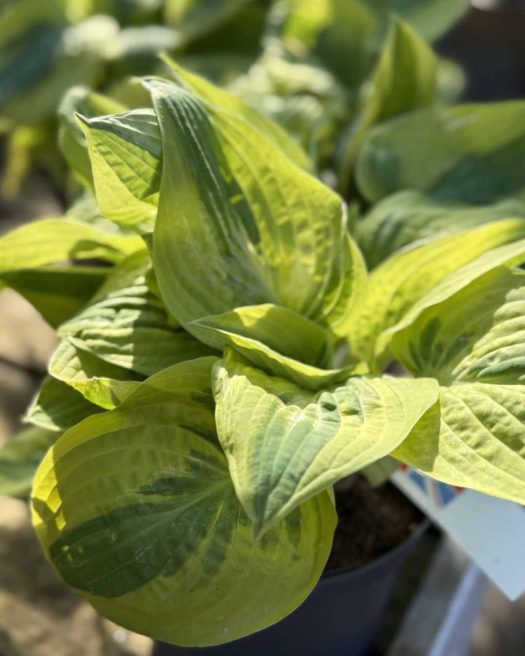 Hosta &