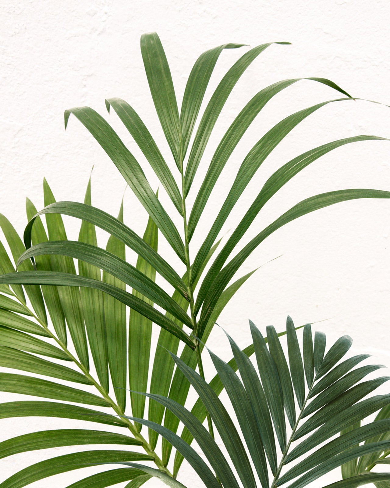 Howea forsteriana