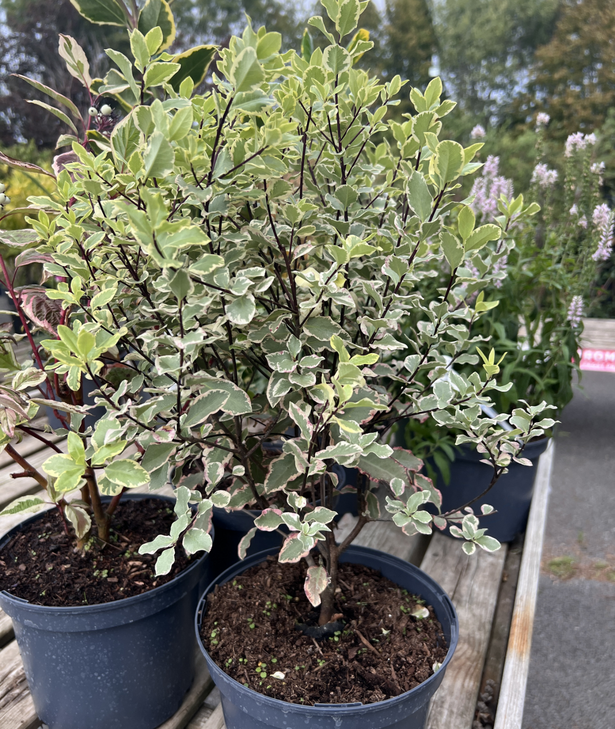 Pittosporum tenuifolium &
