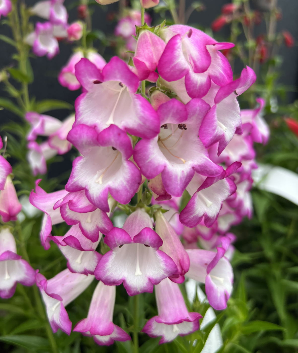 Penstemon Pensham ‘Laura’ 3L
