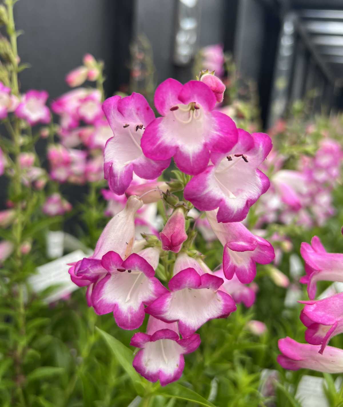 Penstemon Pensham ‘Laura’ 3L