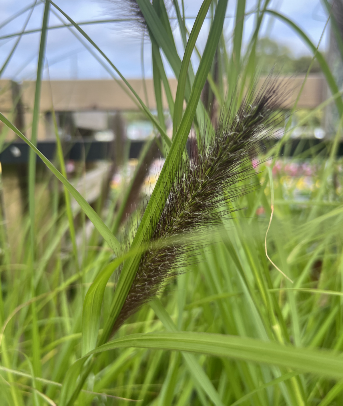 Pennisetum alopecuroides &