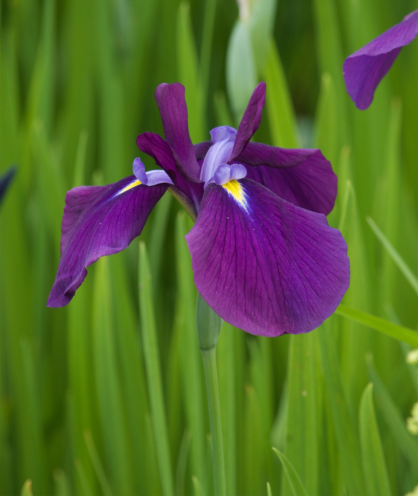 Iris ensata &