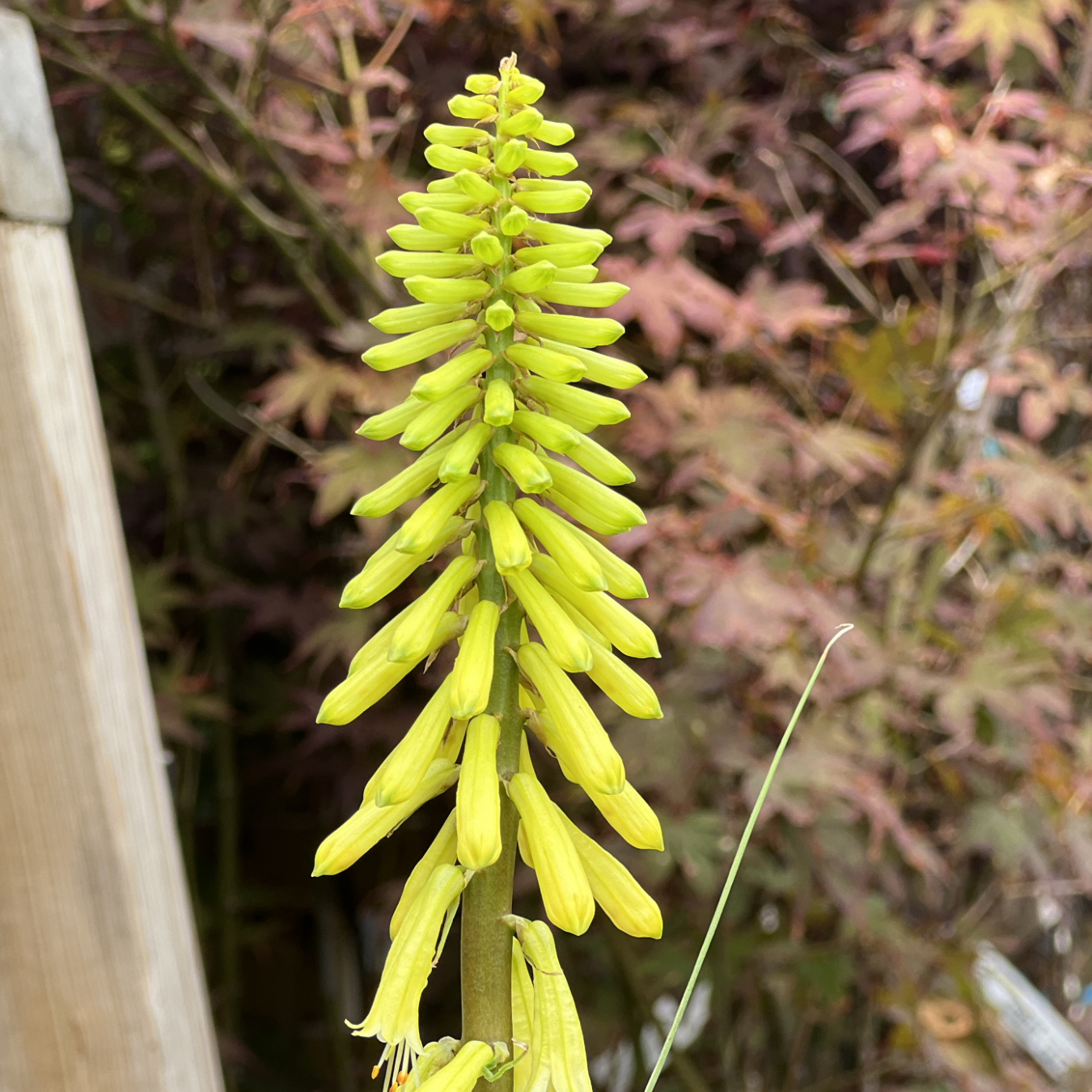 Kniphofia &