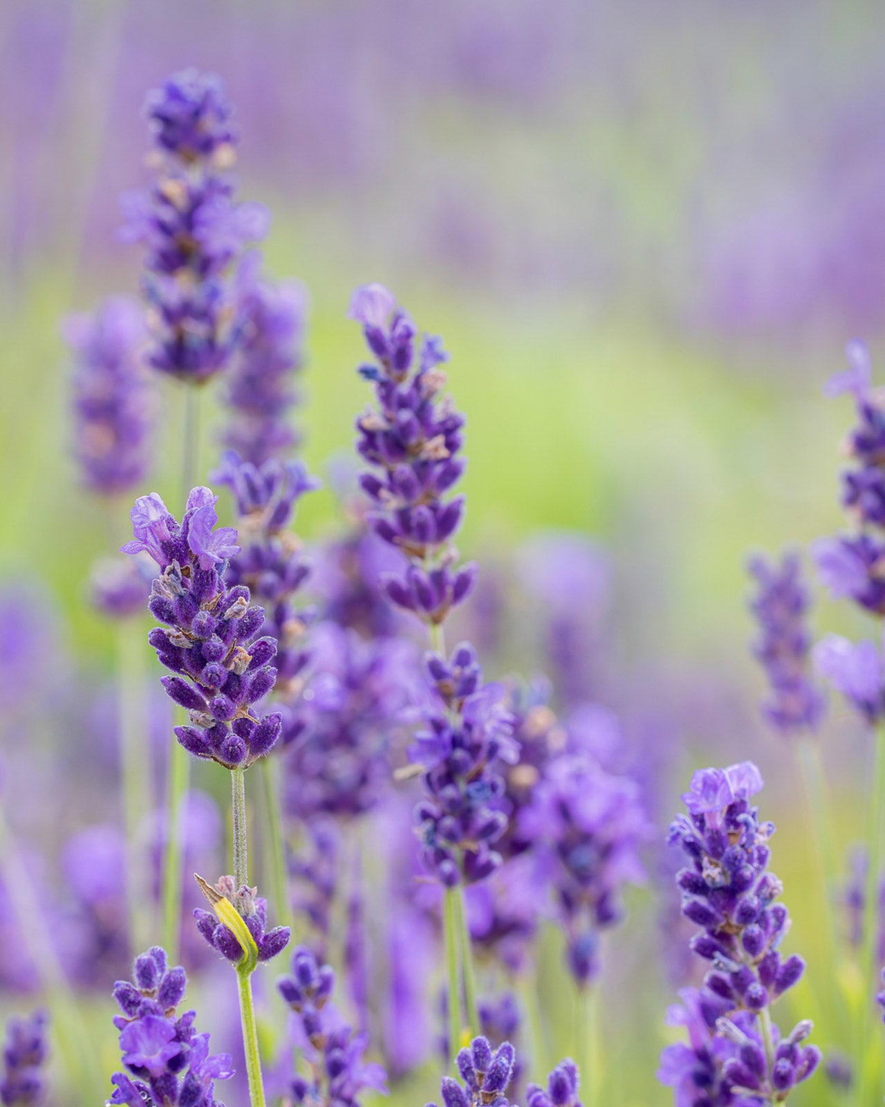 Lavandula angustifolia &