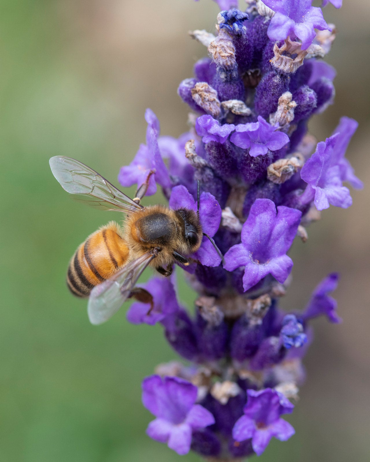 Lavandula angustifolia &