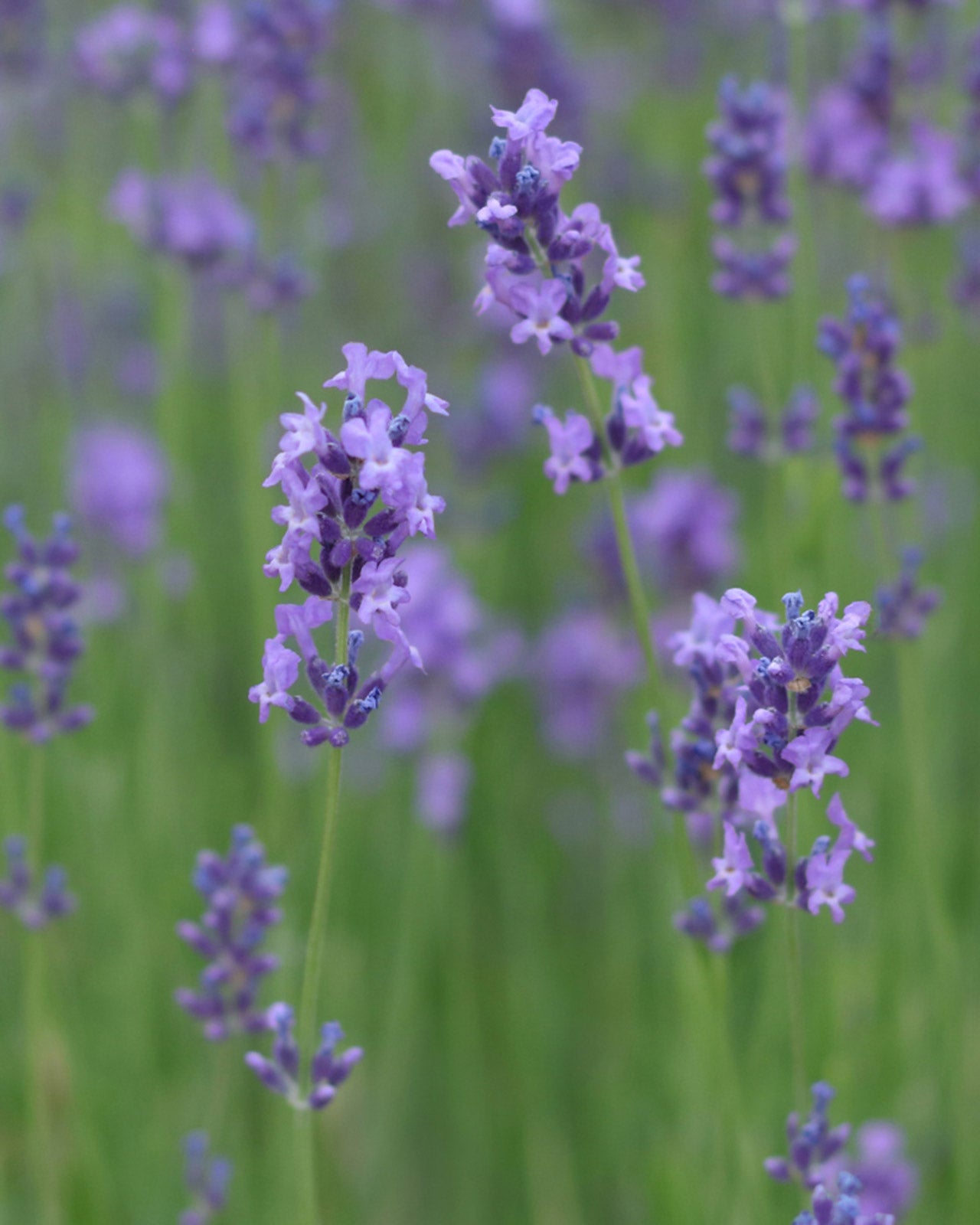 Lavandula angustifolia &