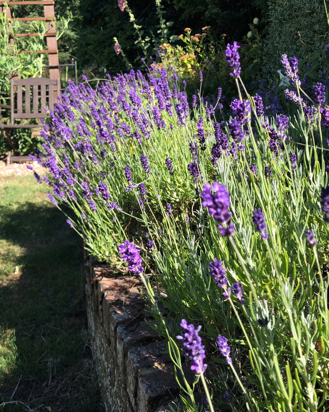 Lavandula angustifolia &