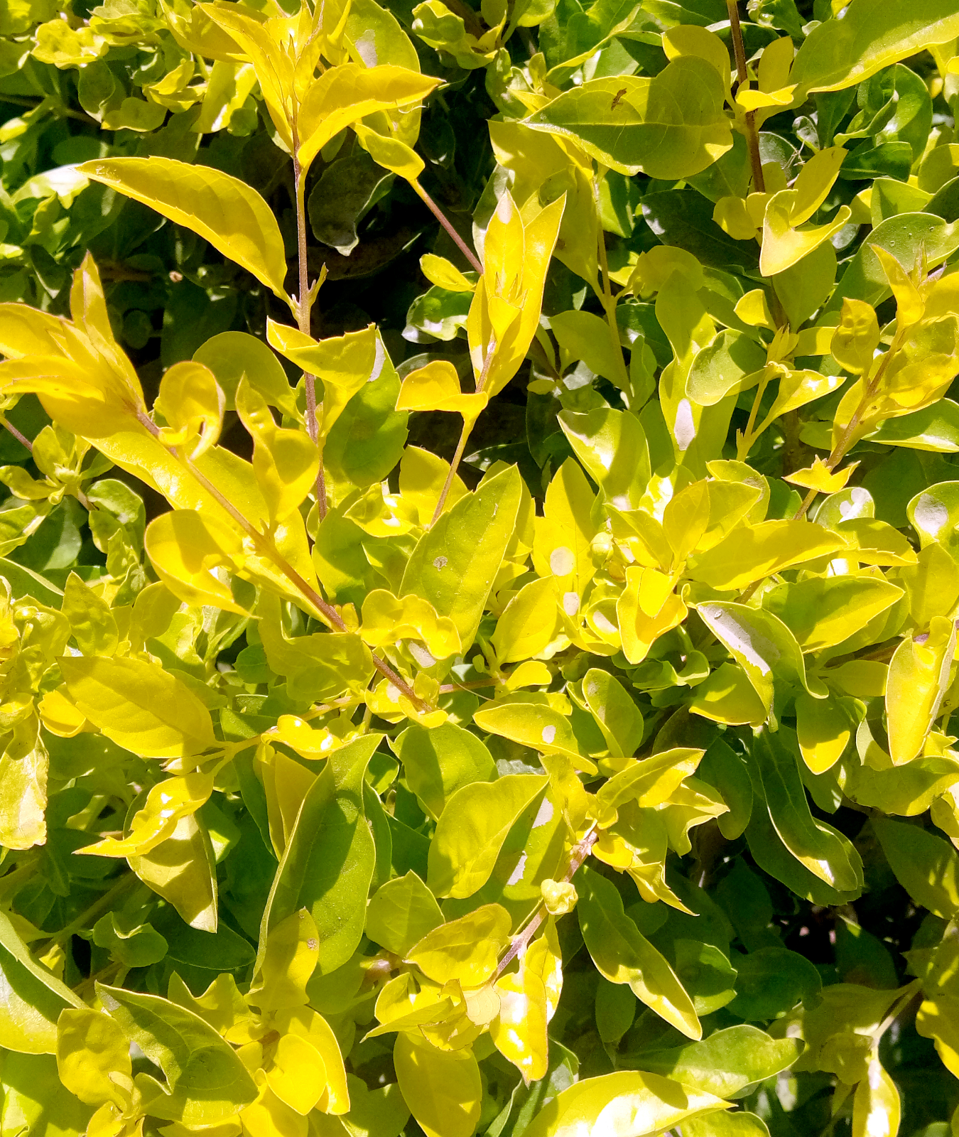 Ligustrum undulatum &