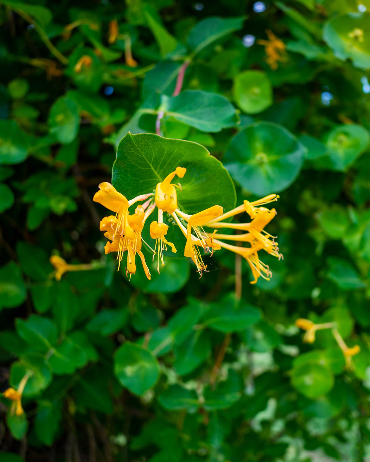 Lonicera × tellmanniana