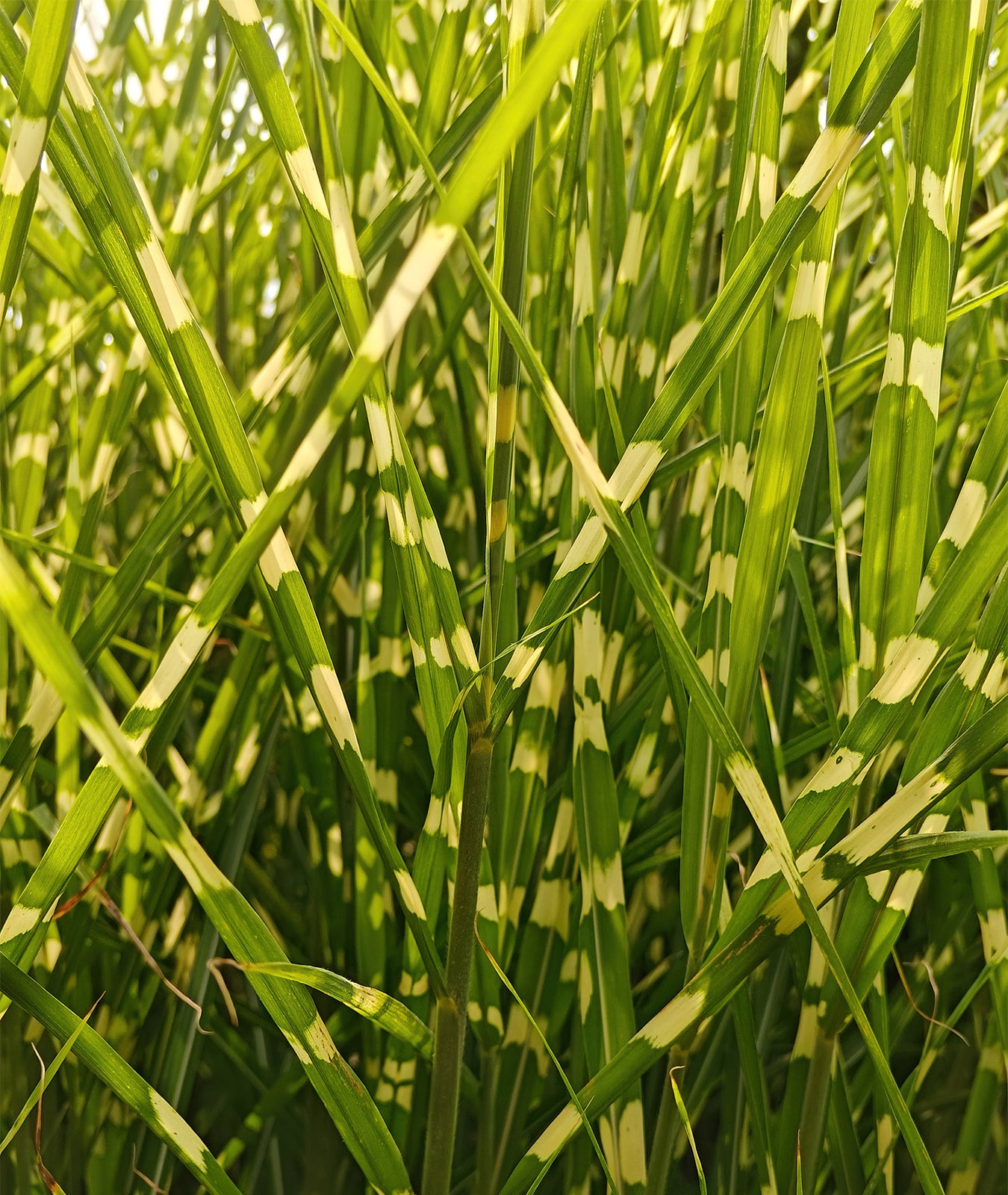 Miscanthus sinensis &