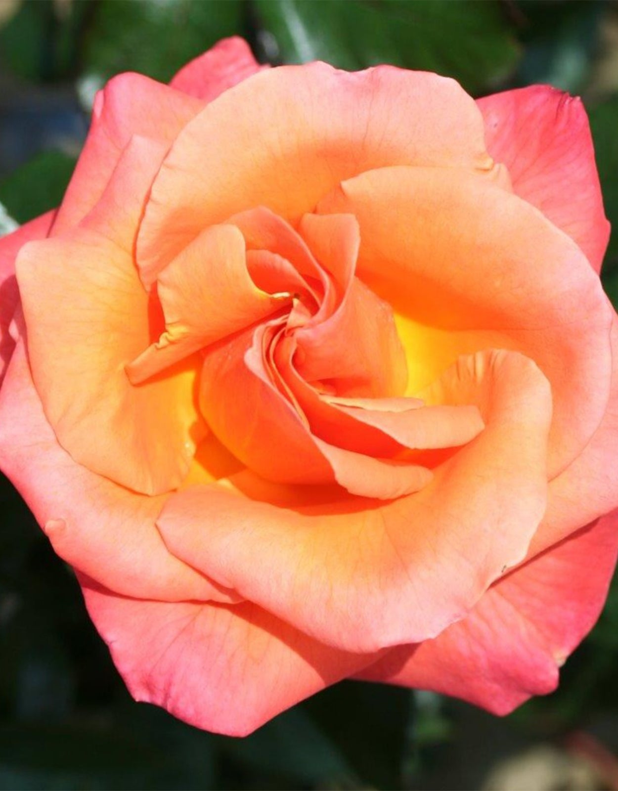 Rosa ‘Mamma Mia’