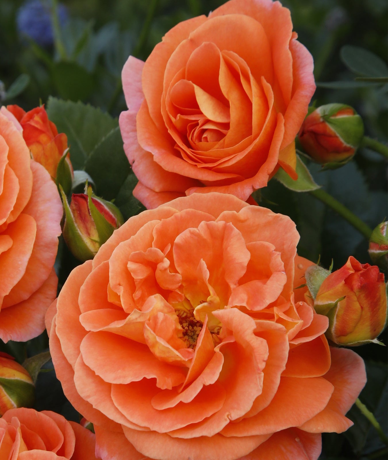 Rosa ‘Mango’