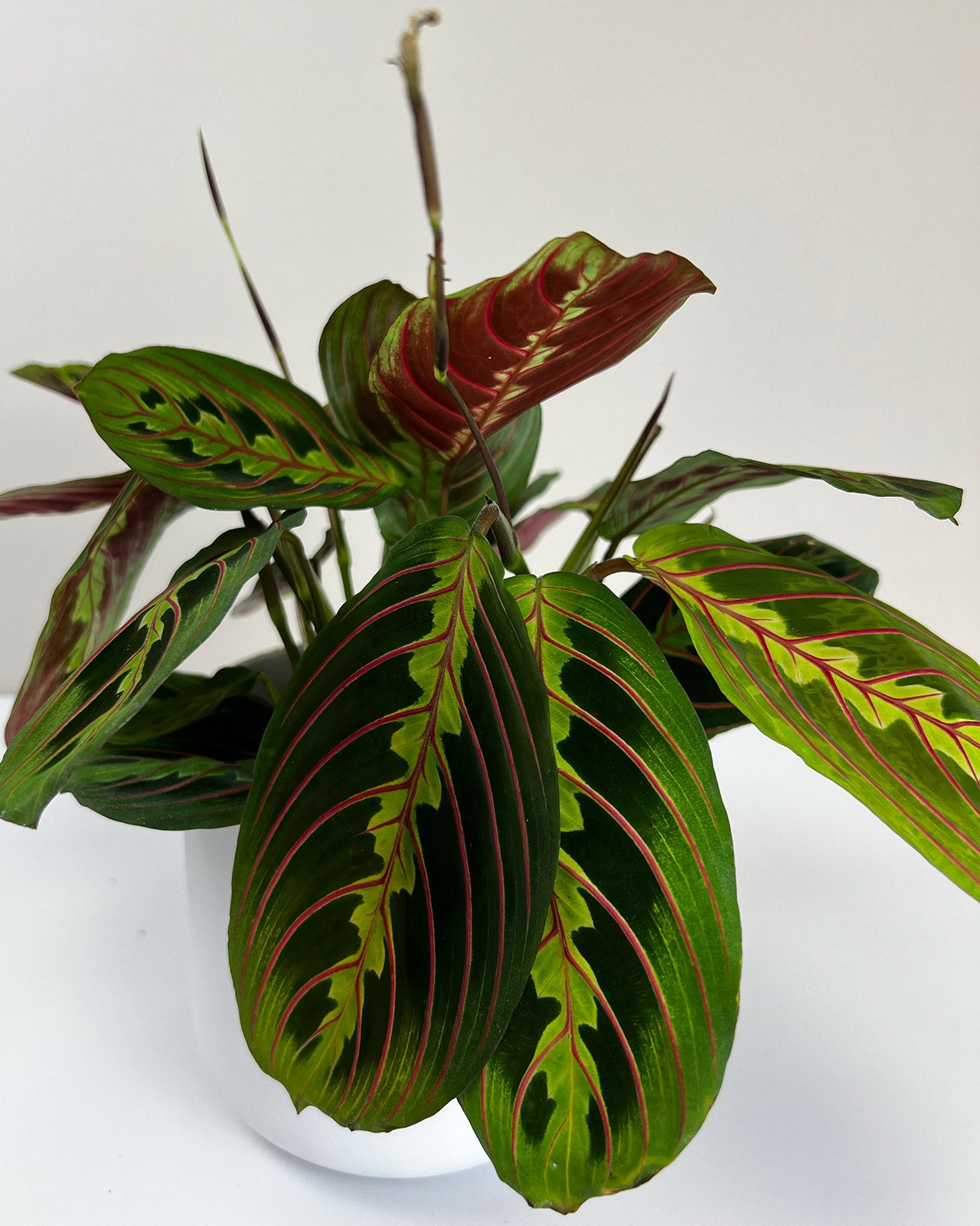 Maranta leuconeura var. leuconeura ‘Fascinator’