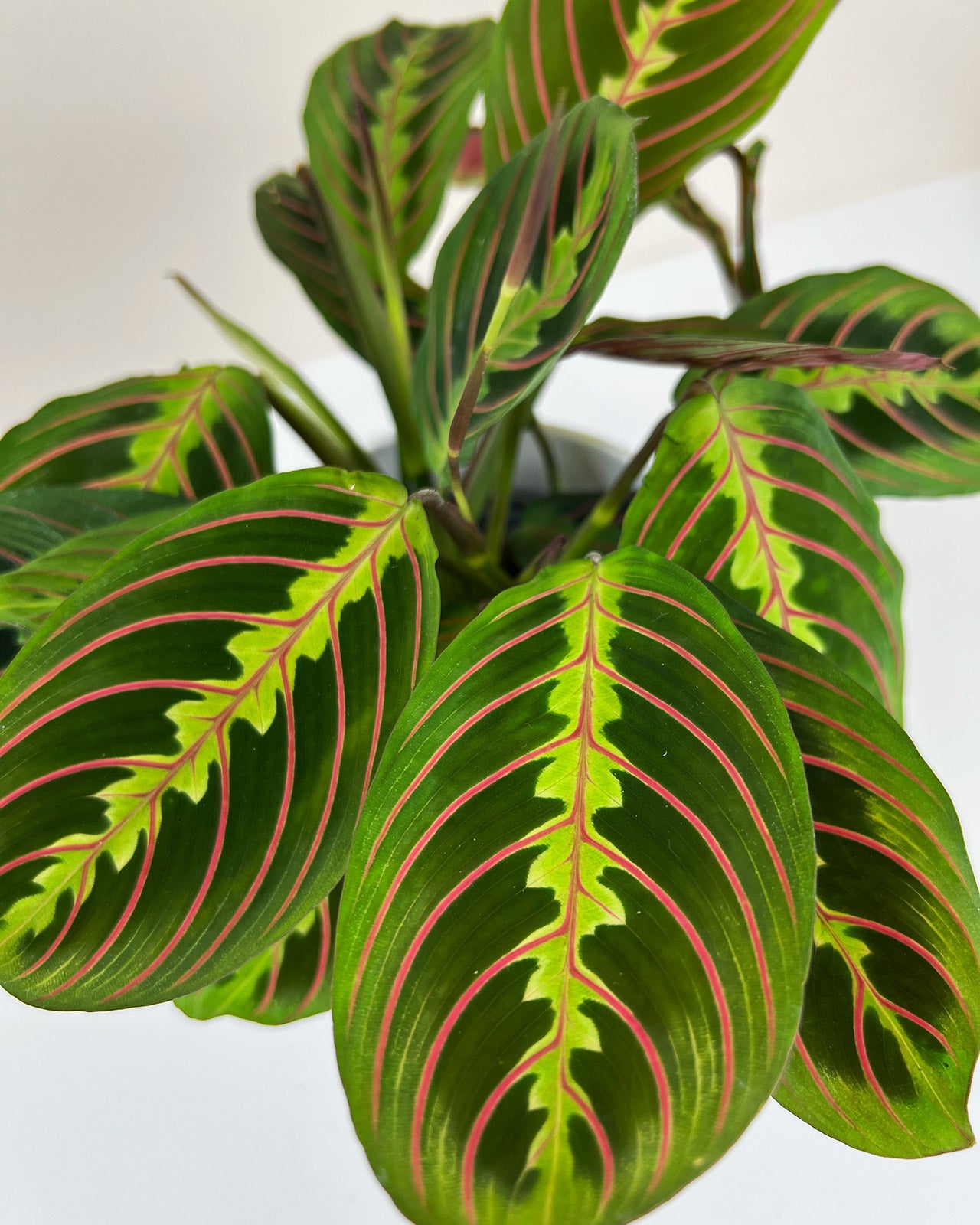 Maranta leuconeura var. leuconeura ‘Fascinator’