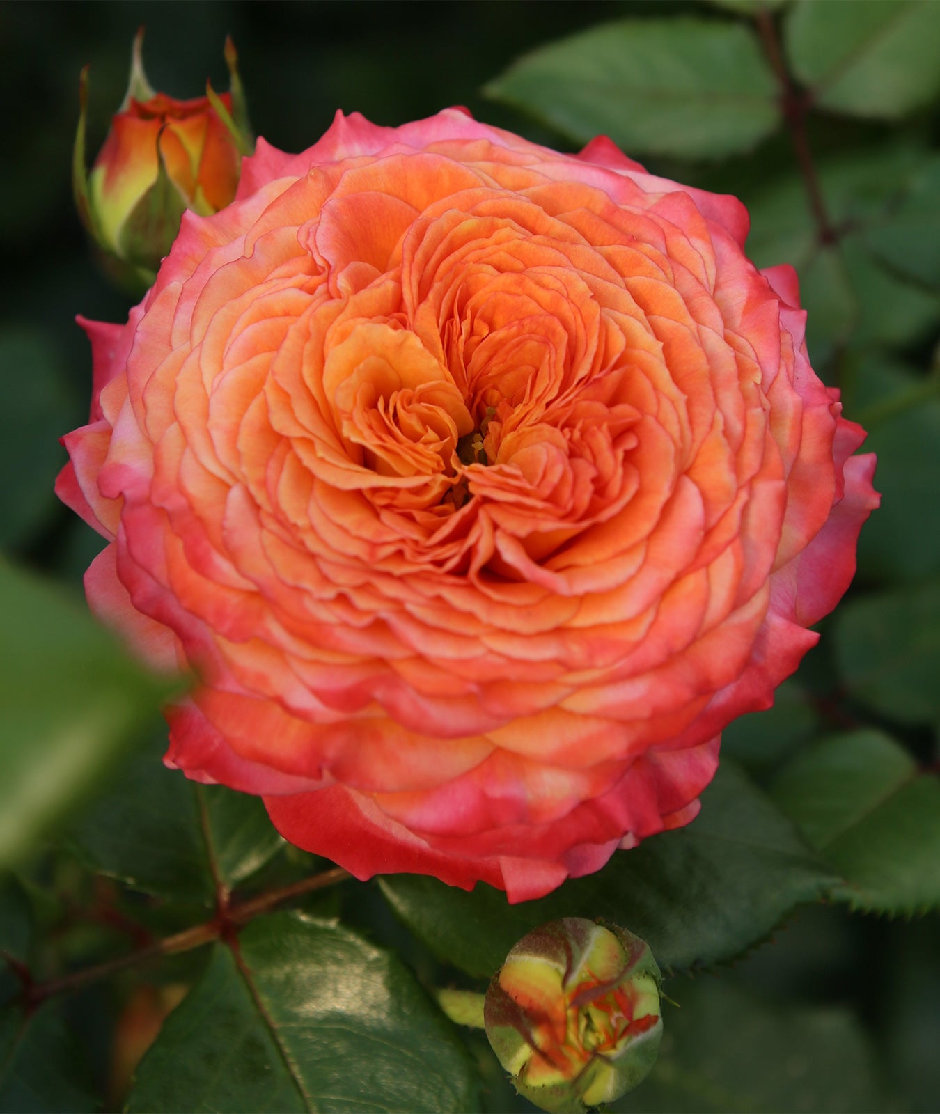 Rosa ‘Meteor’