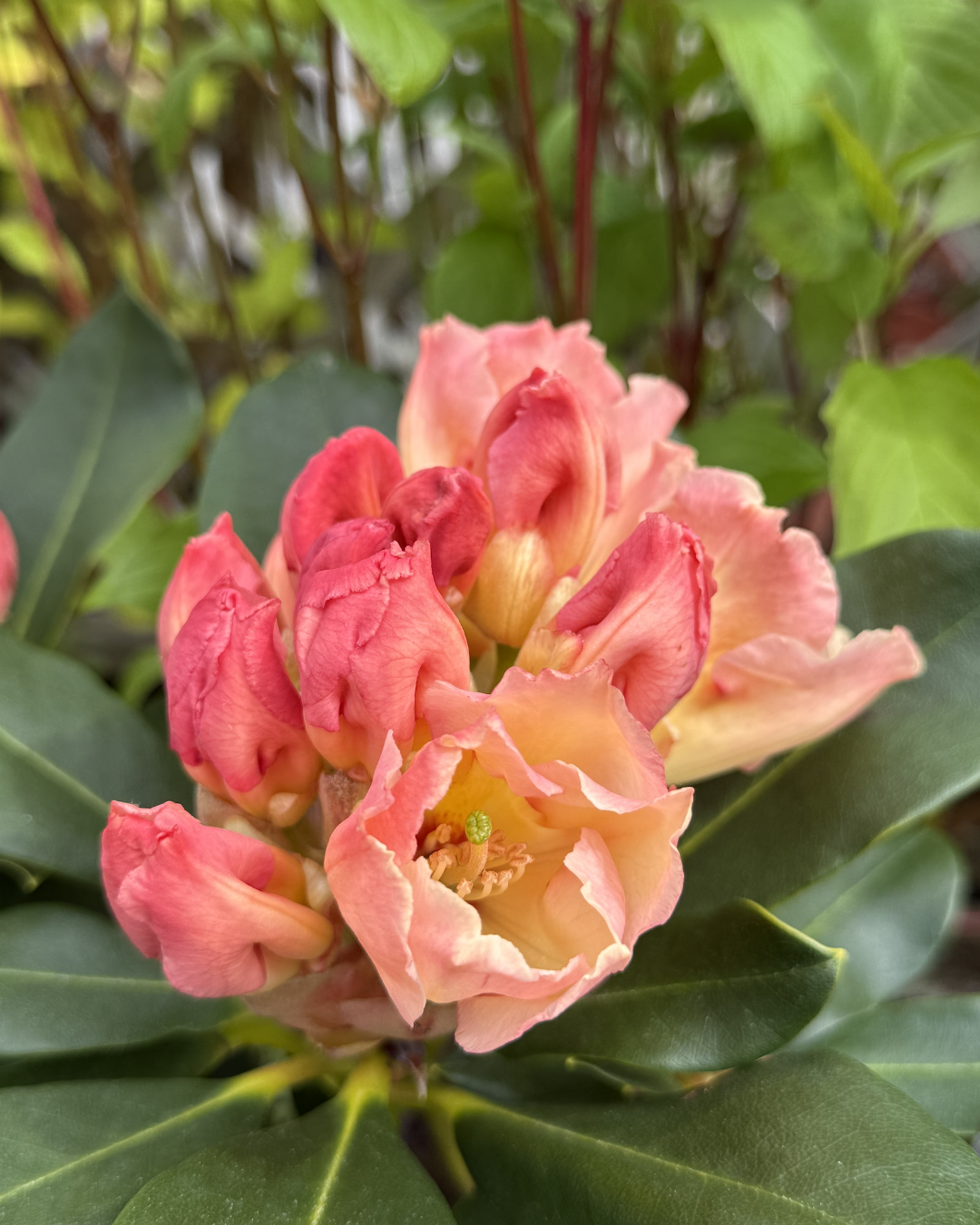 Rhododendron &