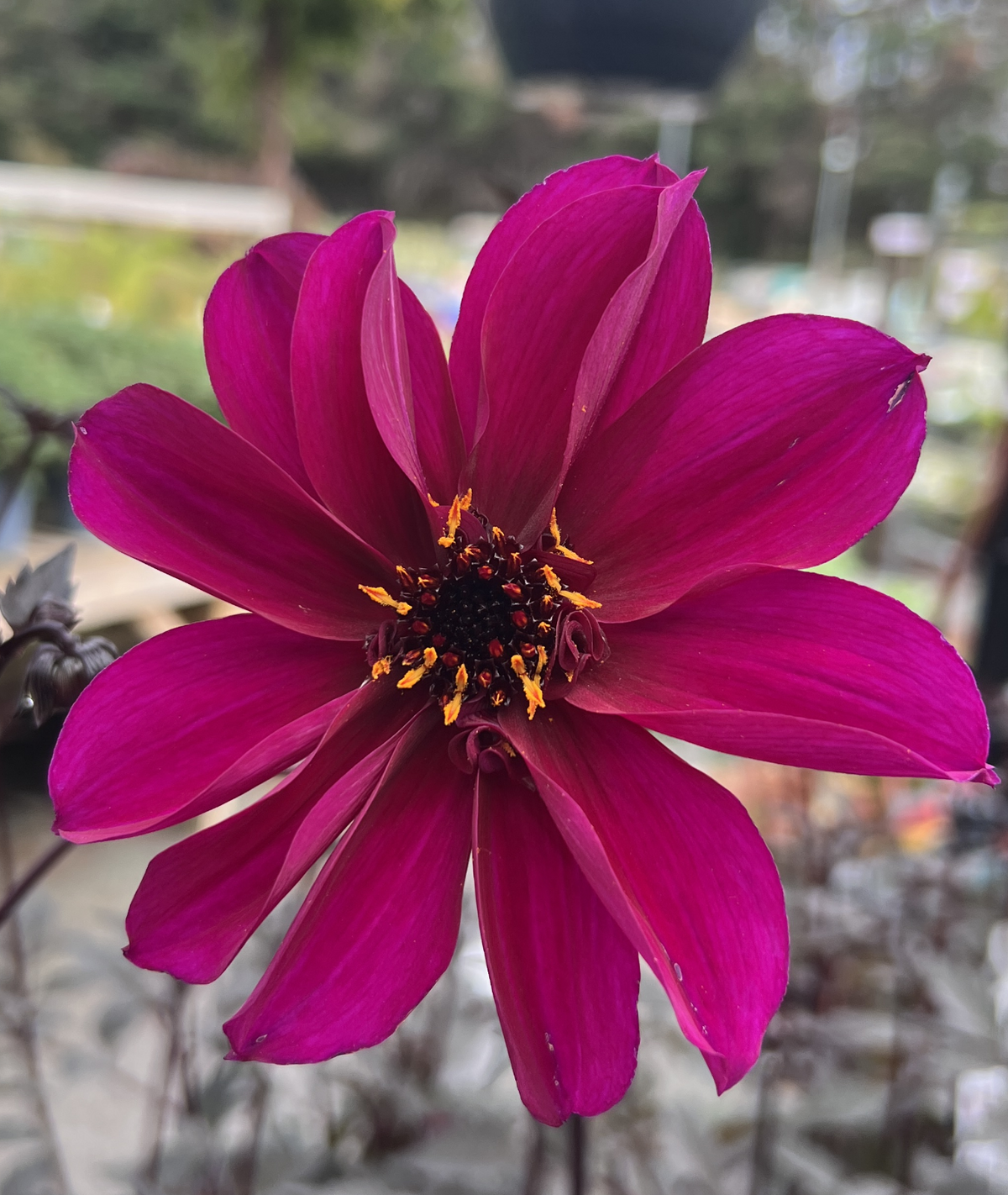 Dahlia &