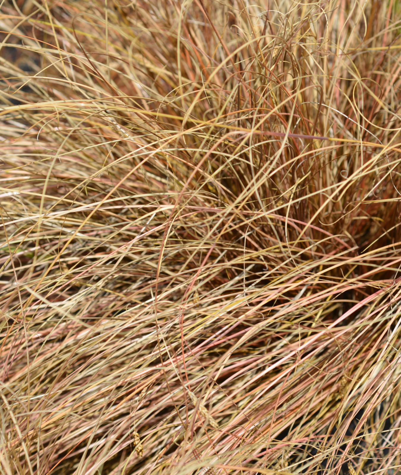 Carex testacea