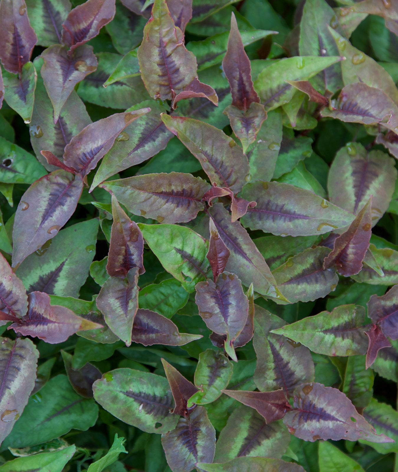 Persicaria microcephala &