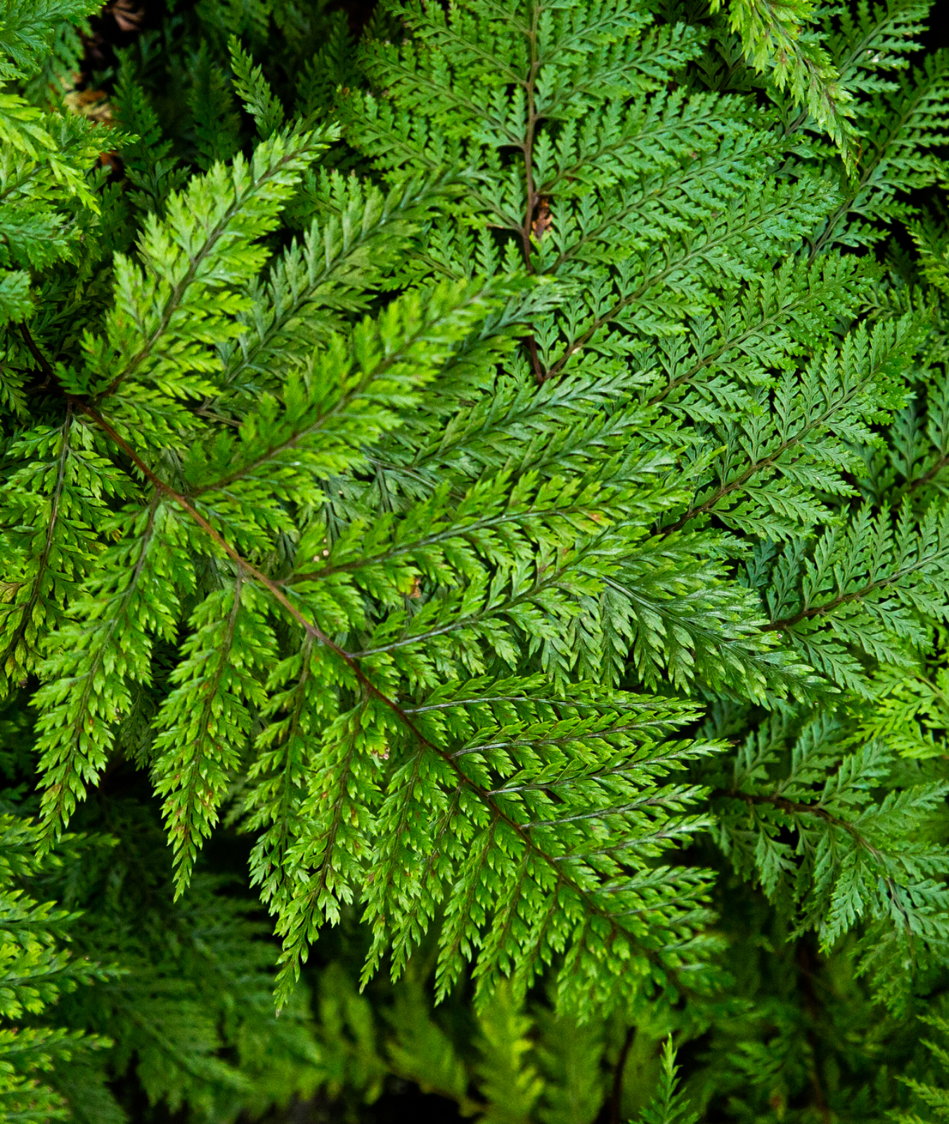 Polystichum setiferum &