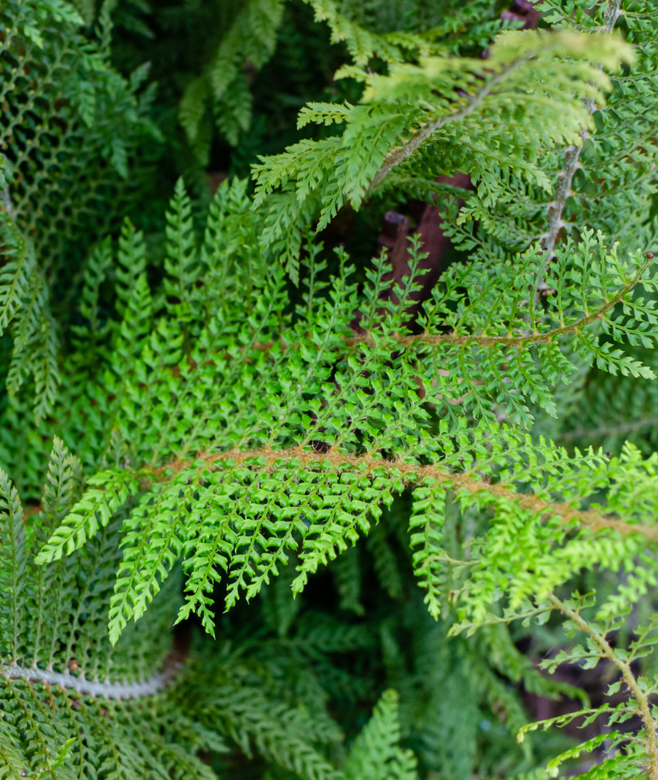Polystichum setiferum &