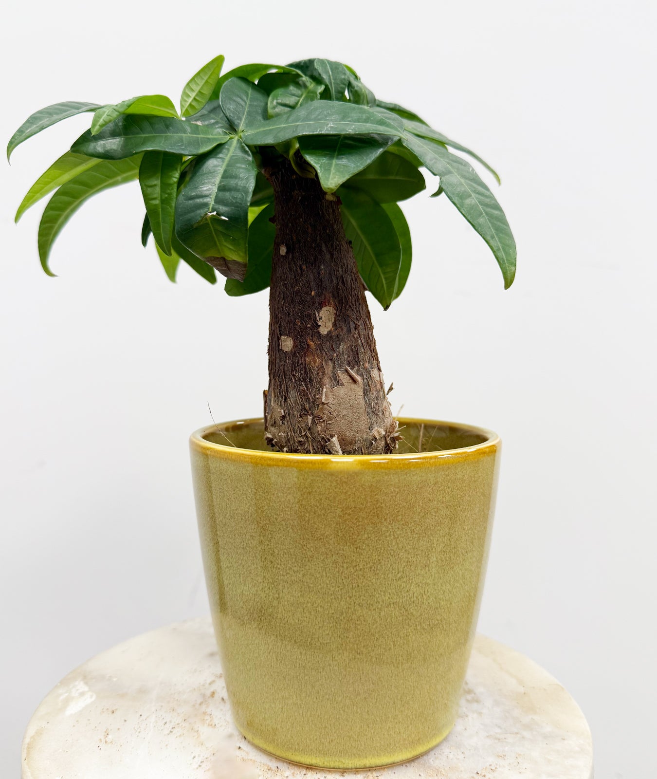 thick trunk house plant Pachira Trunk Houseplant