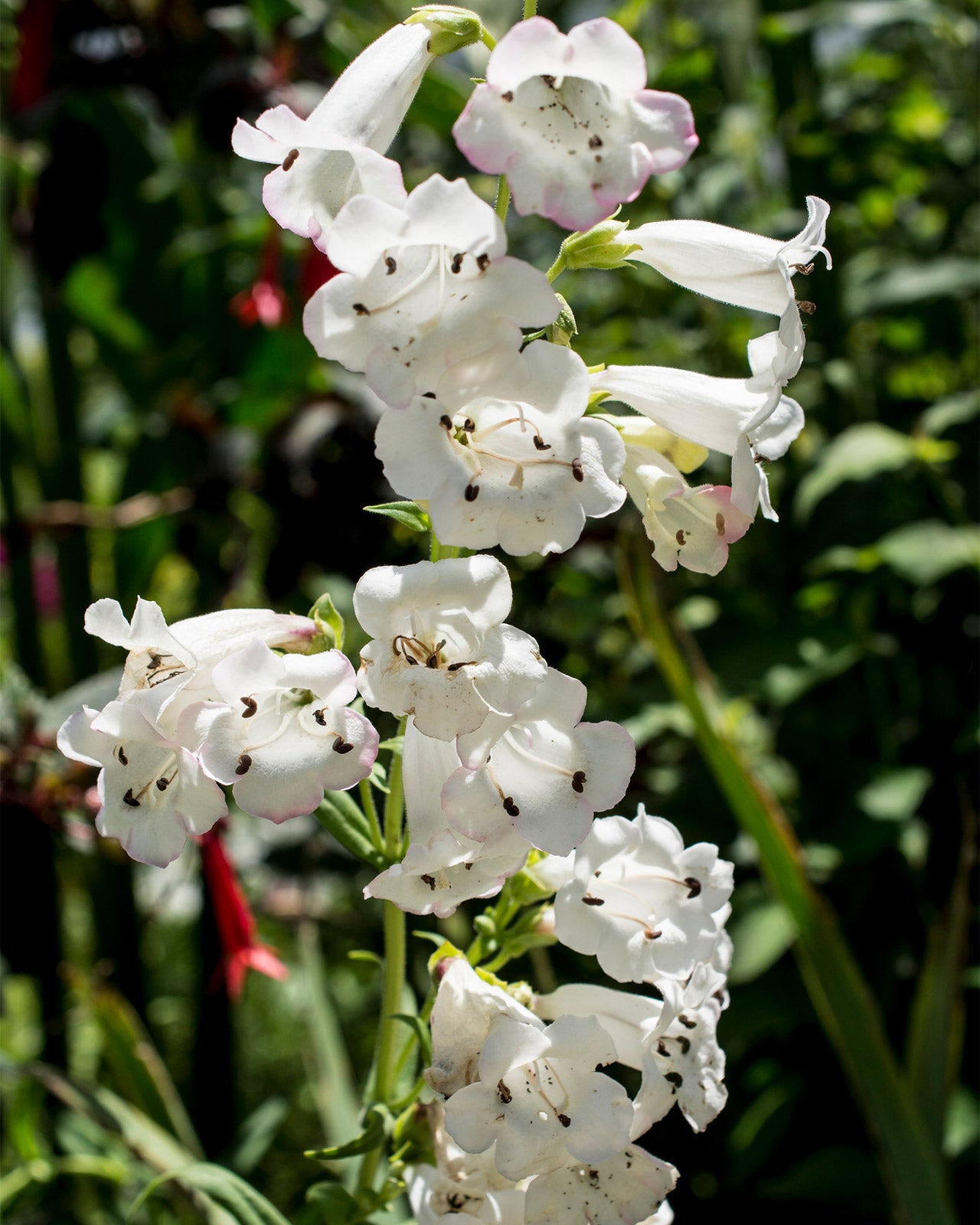Penstemon &