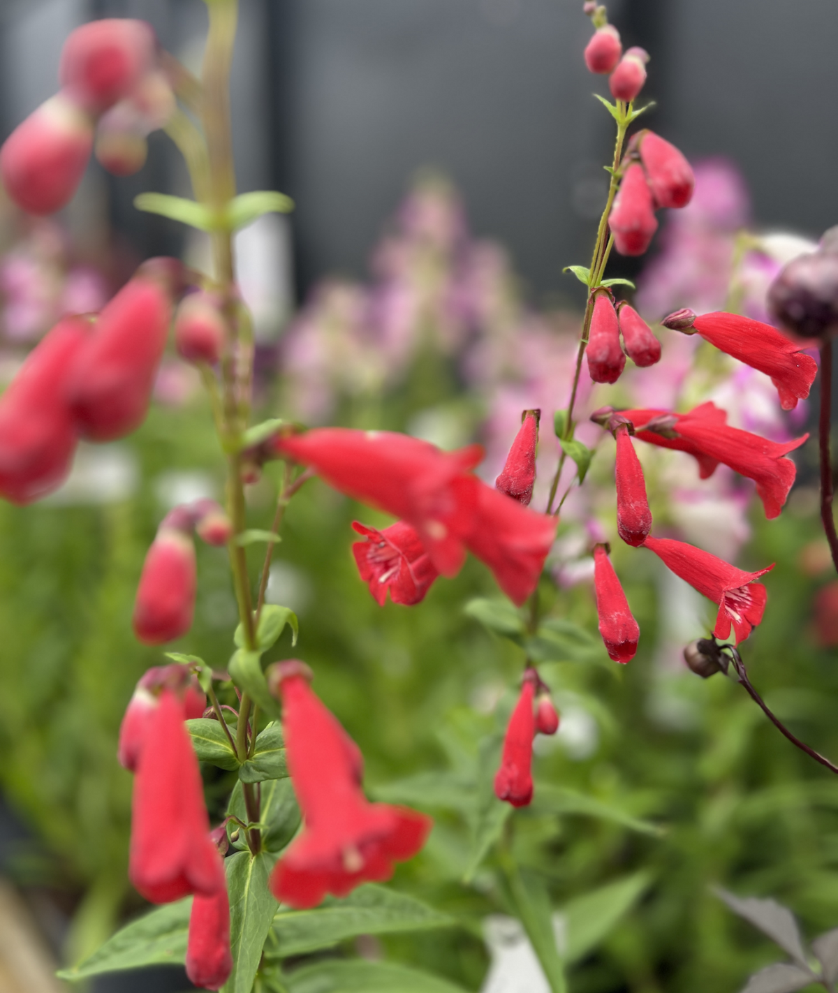 Penstemon &