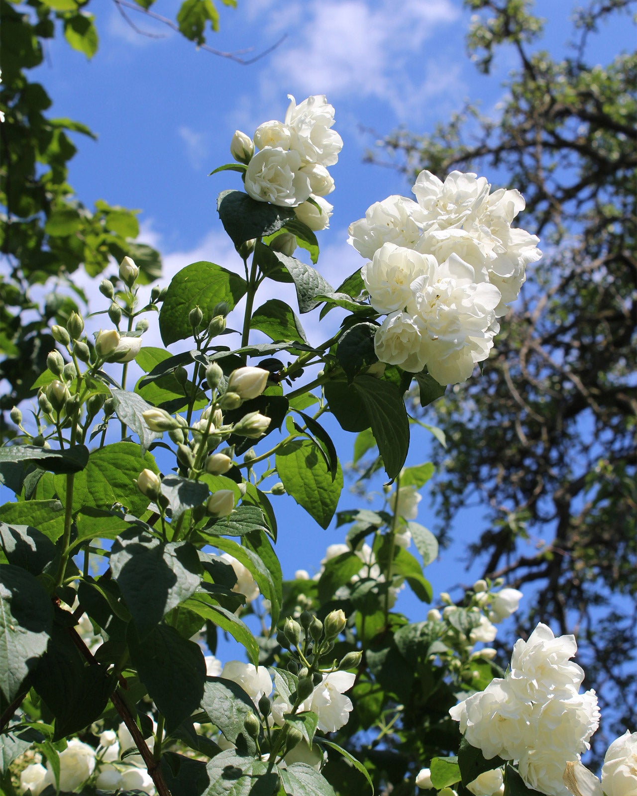 Philadelphus &