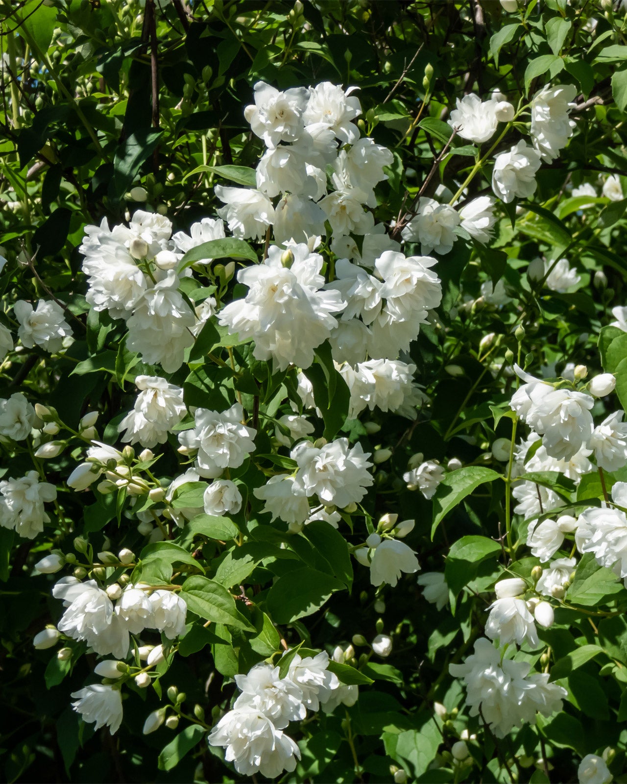 Philadelphus &