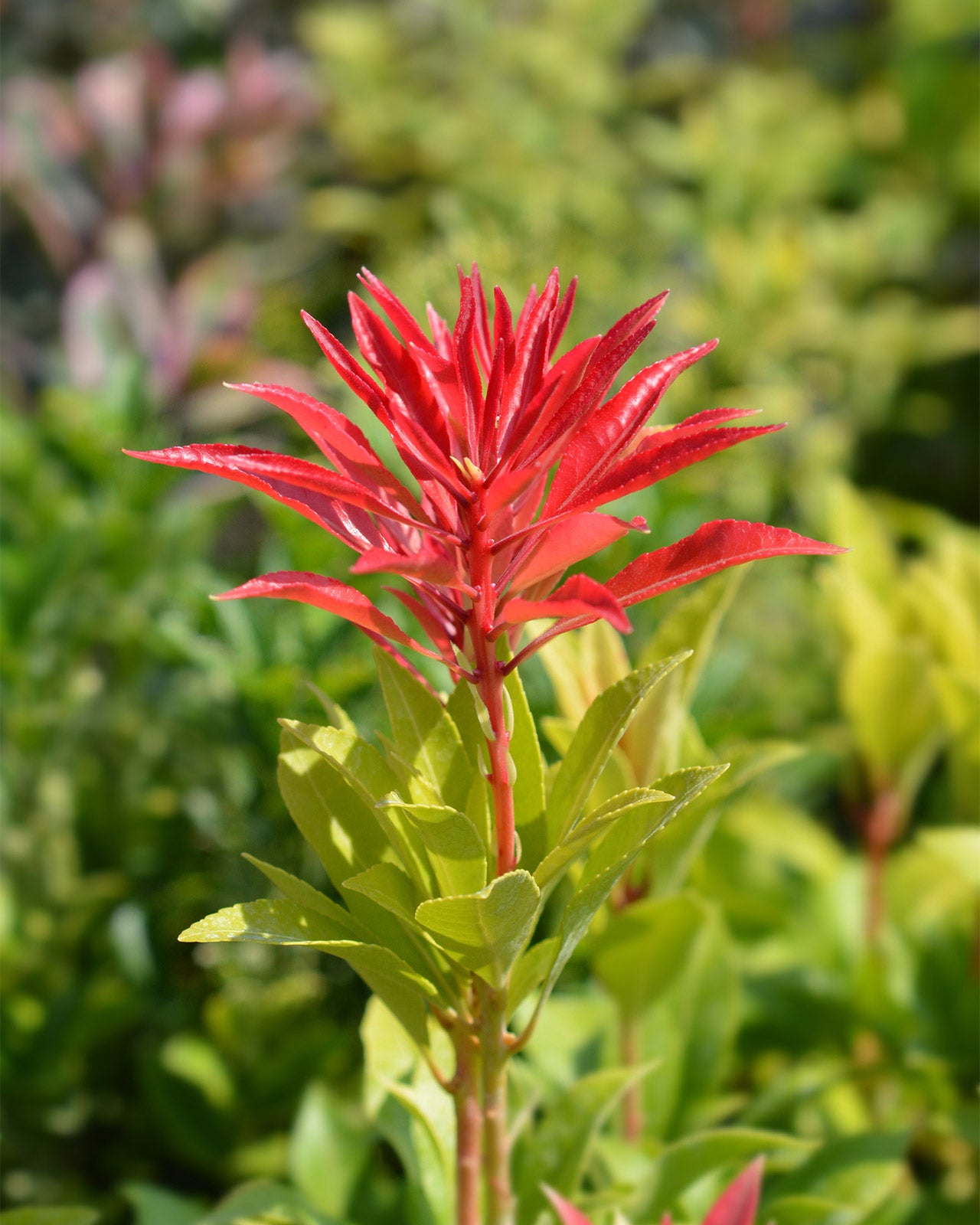 Pieris japonica &
