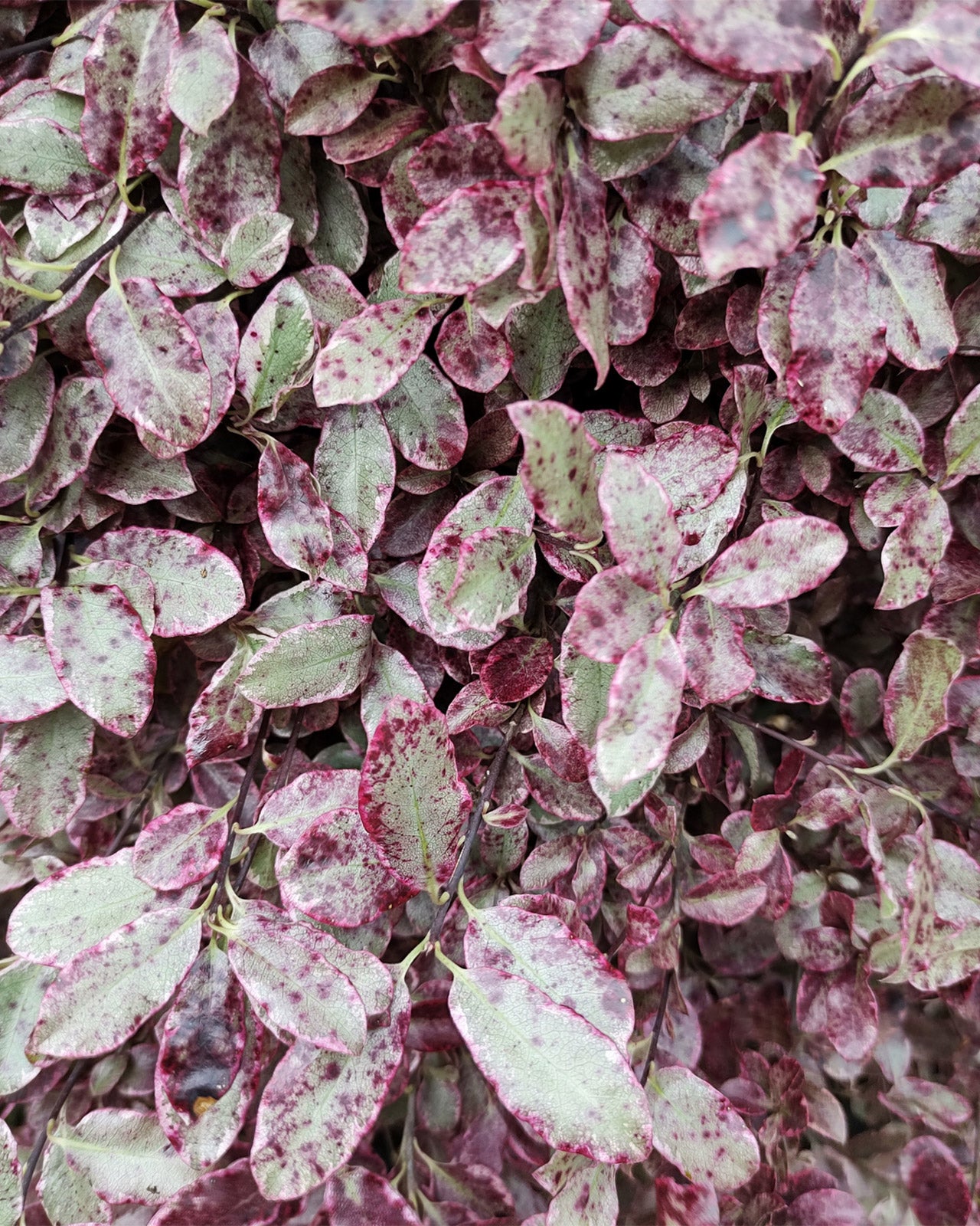 Pittosporum tenuifolium &