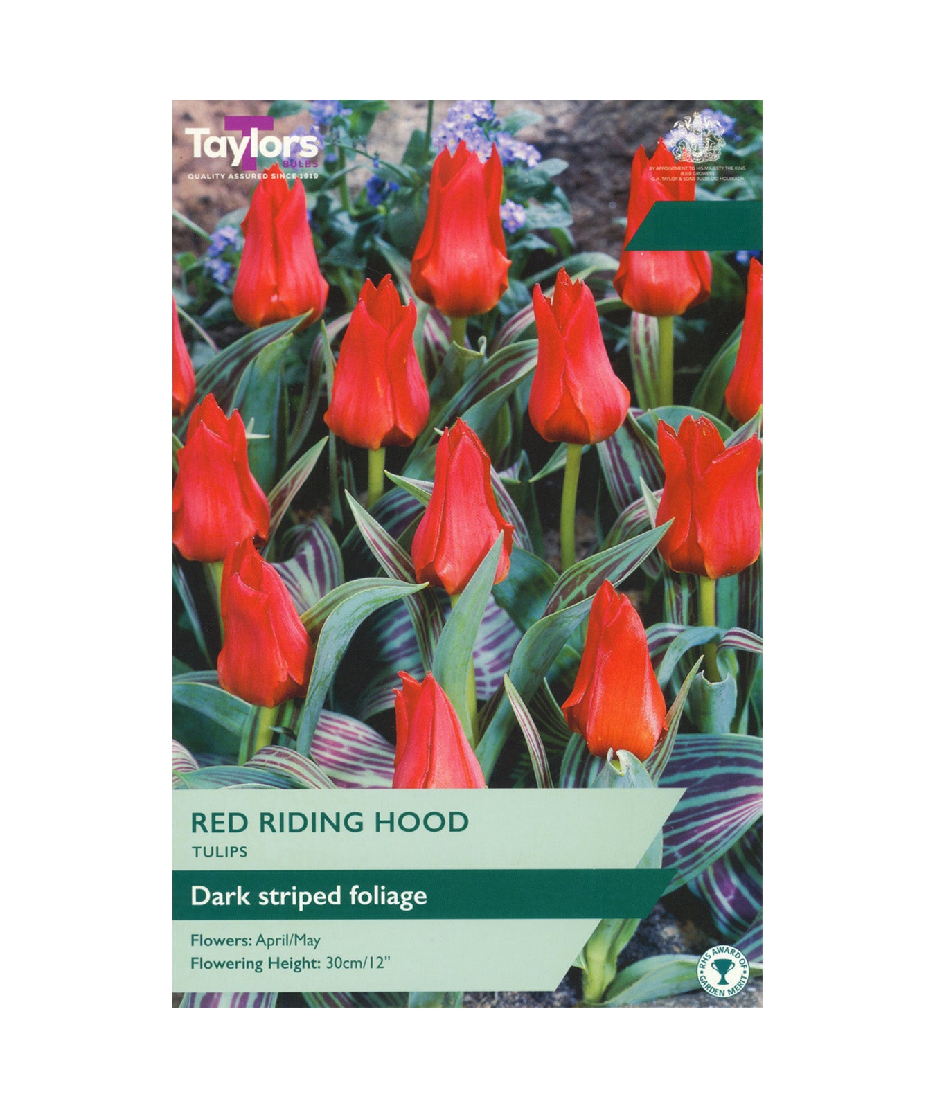 Tulip &