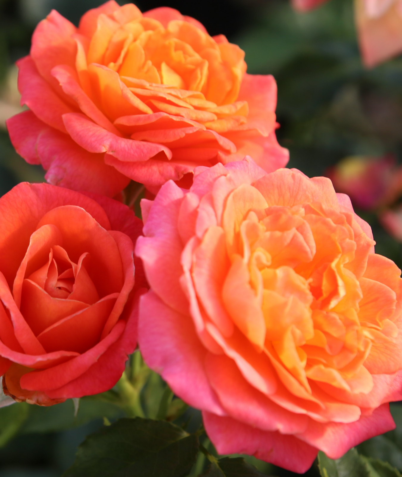 Rosa &
