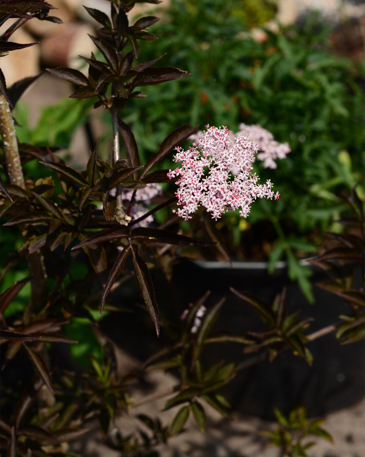 Sambucus nigra f. porphyrophylla &