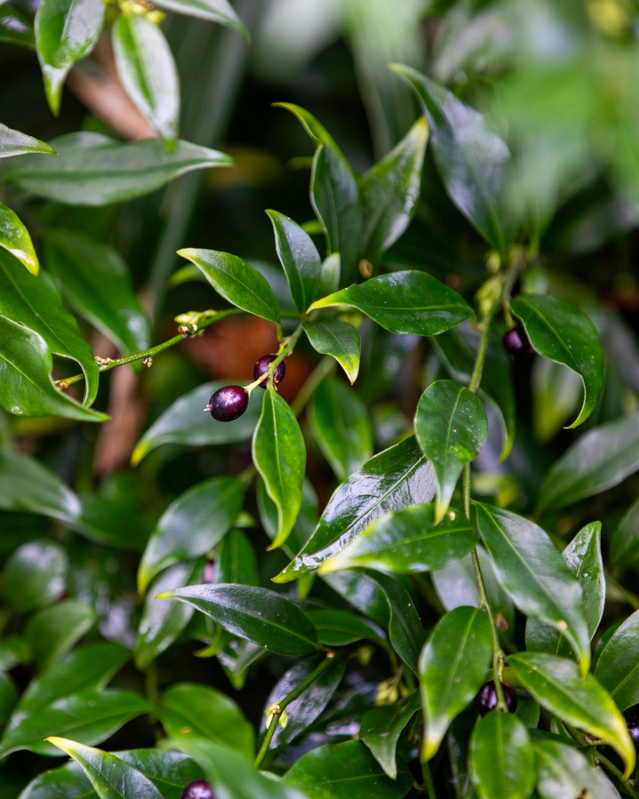 Sarcococca confusa