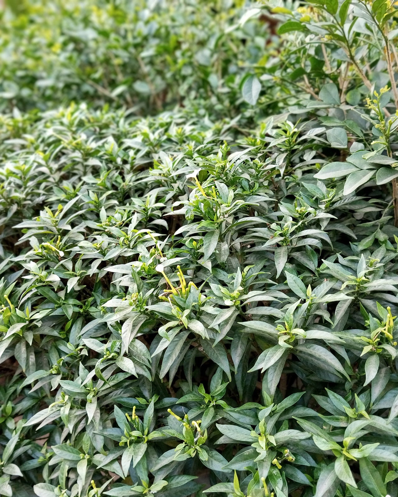 Sarcococca hookeriana ‘Winter Gem’