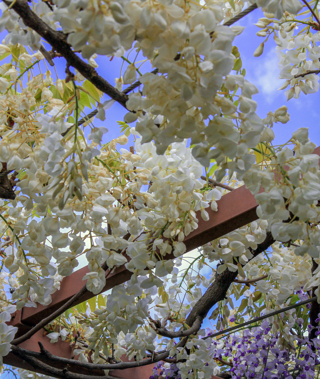 Wisteria floribunda &